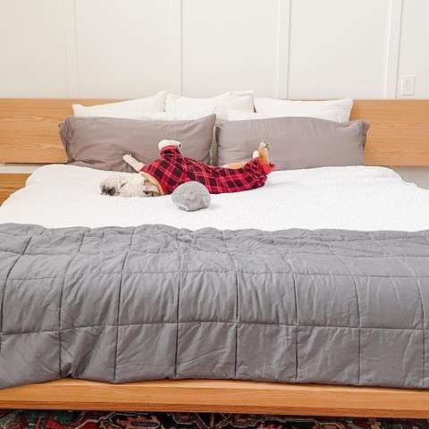 Image by Nacho the Bull Dog Image by Nacho the Bull Dog